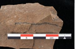 Foto (Detailansicht) von Widdringtonia ungeri Endl. (NHMW-GEO-2024-0188-0133)